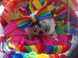 Wydarzenie Paws for Pride w Nowym Jorku