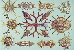 Florilegius