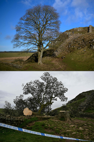 Najczęściej fotografowane drzewo w Wielkiej Brytanii wycięte przez wandali